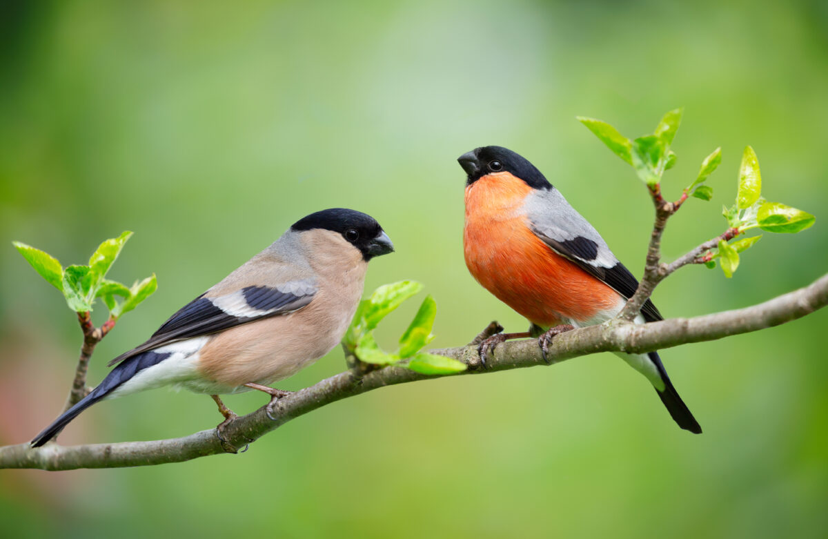 Finches