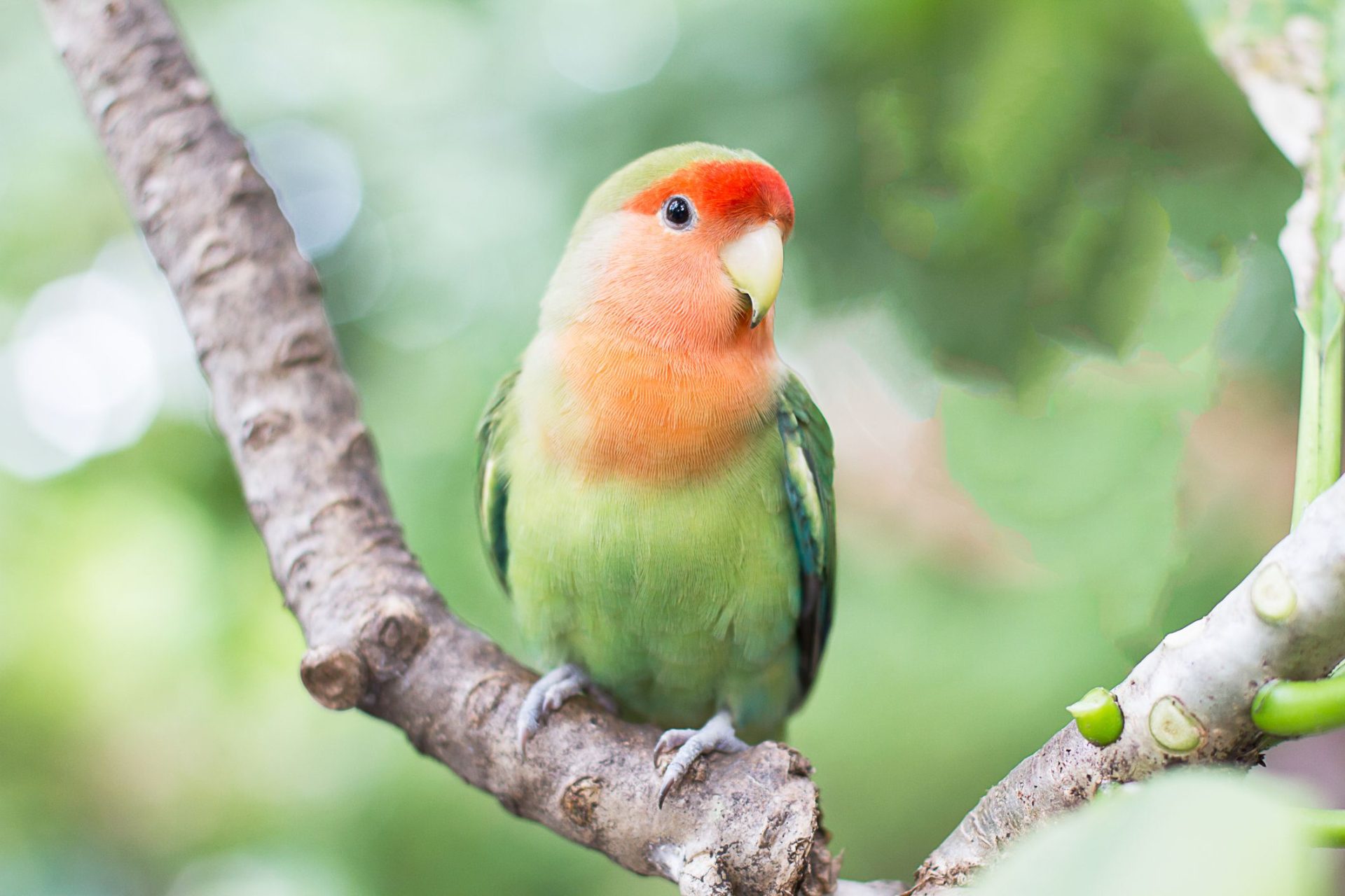 Parrots 