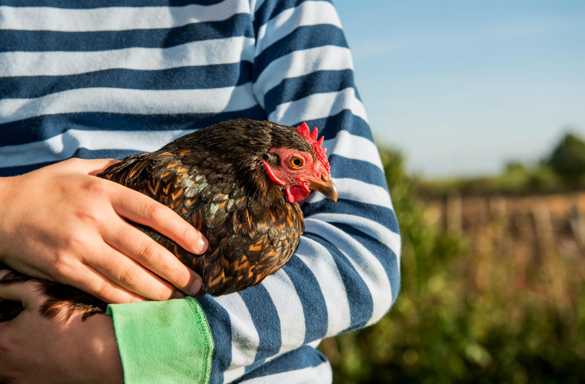 Pet Chicken