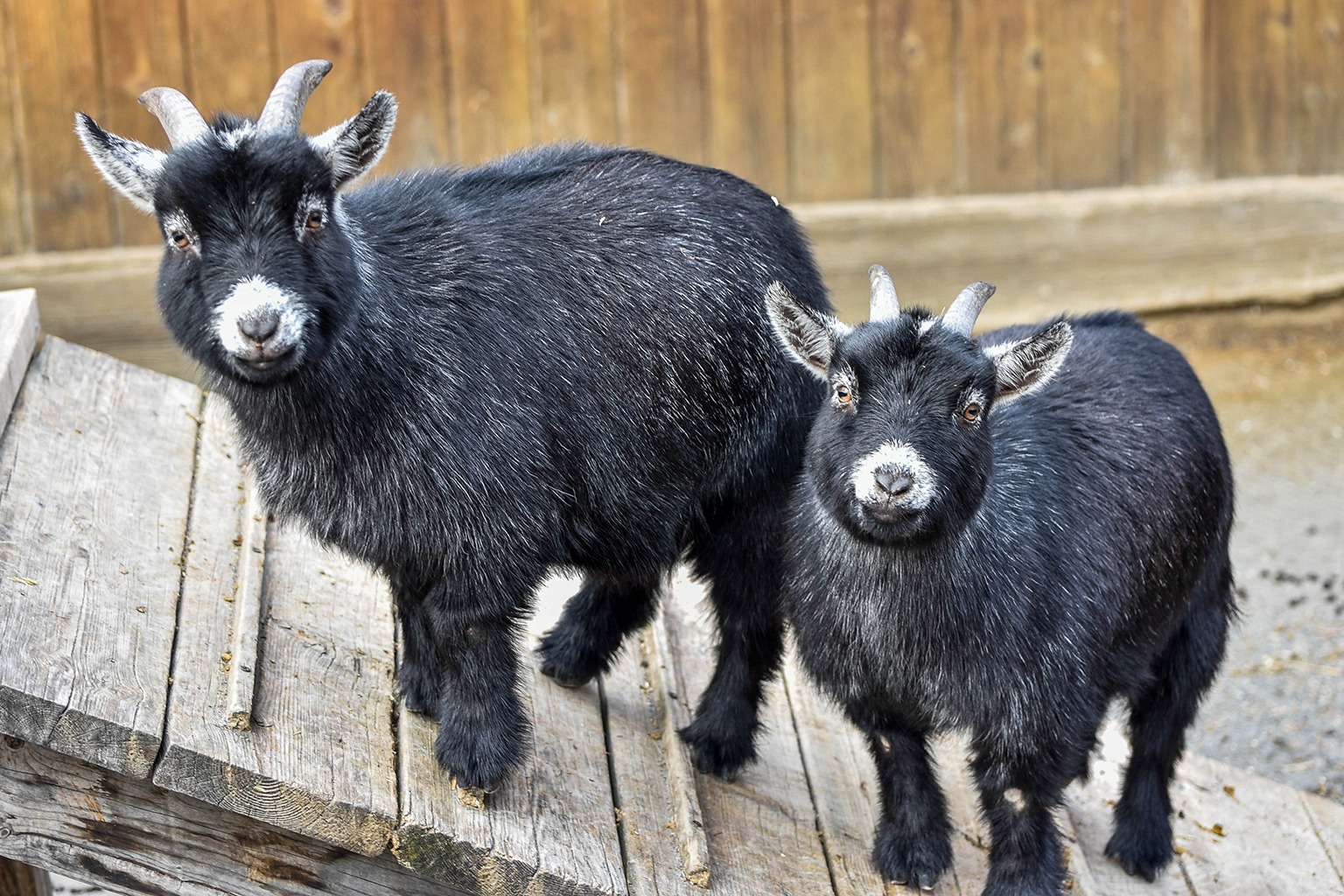 Pet Goat 
