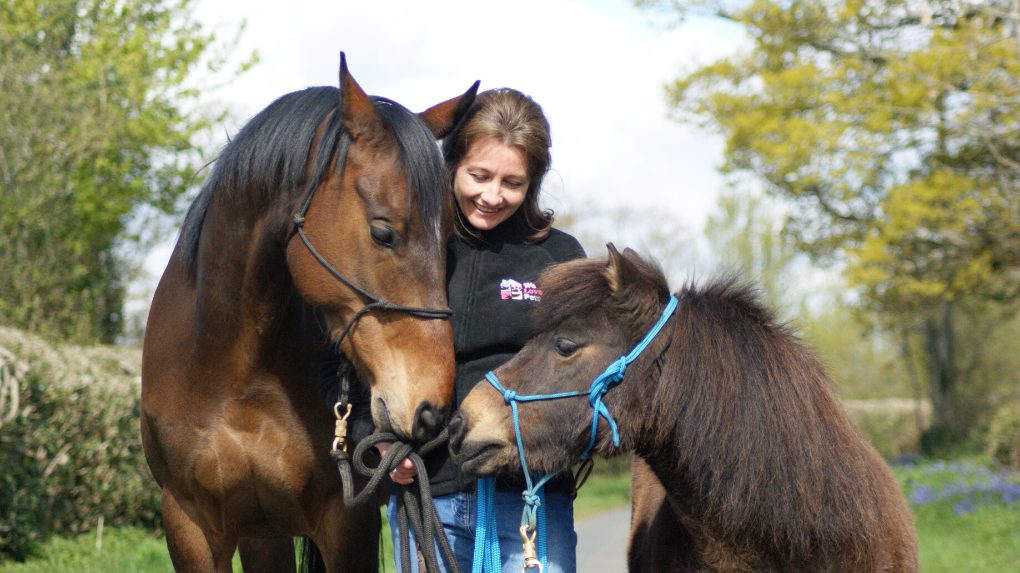 Pet Horse
