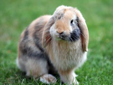 Rabbits