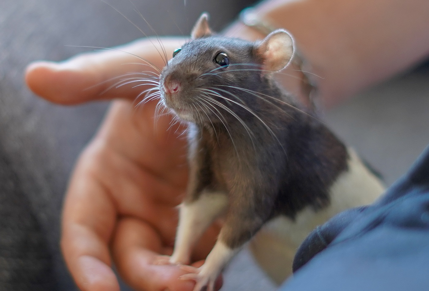 Fancy-Rat