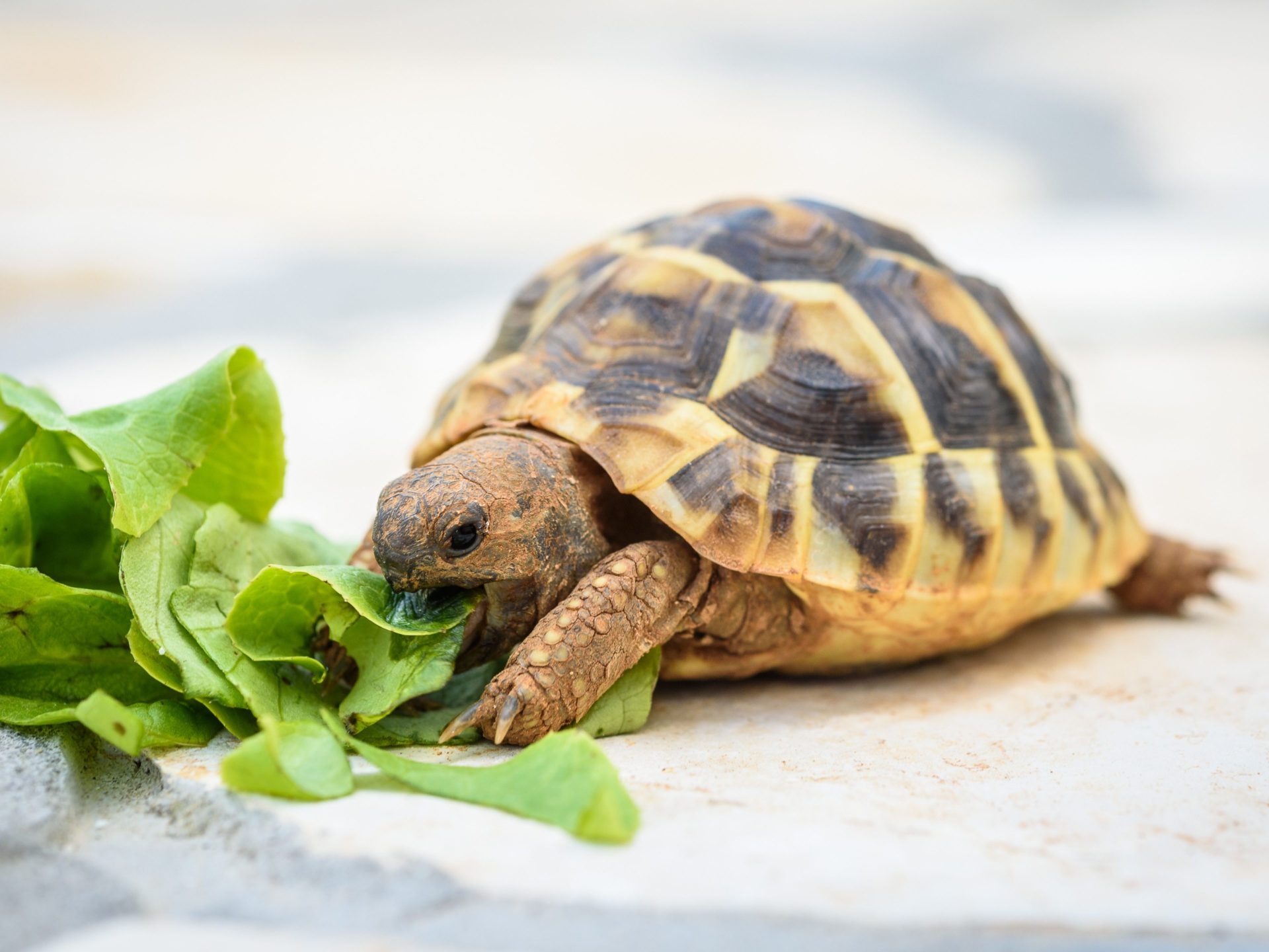Tortoise 